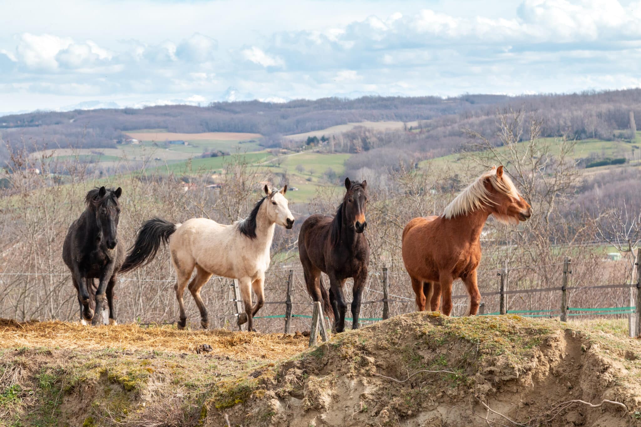 Chevaux en folie-17